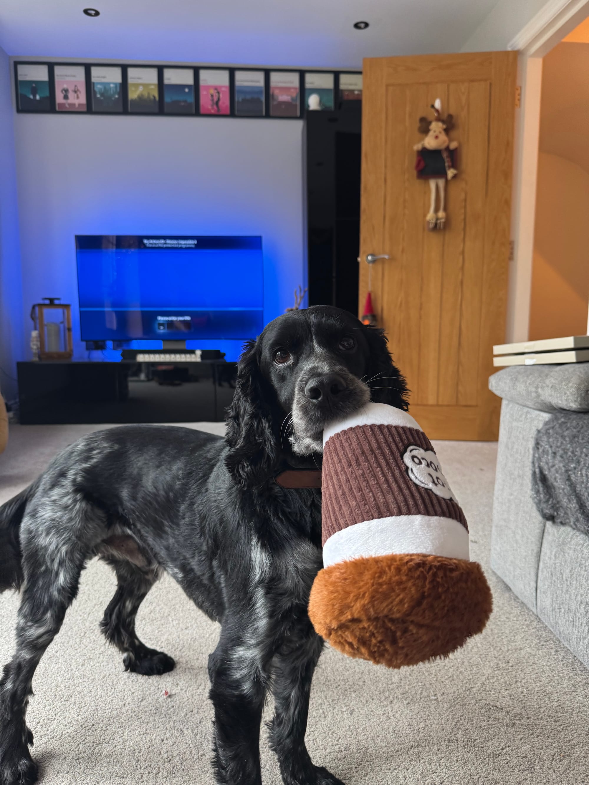A black dog holds a brown and white plush toy in its mouth. The room has a TV, framed pictures on the wall, and a door with a hanging decoration.